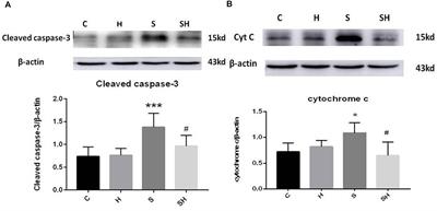 The Neuroprotective Effect of Hemin and the Related Mechanism in Sevoflurane Exposed Neonatal Rats